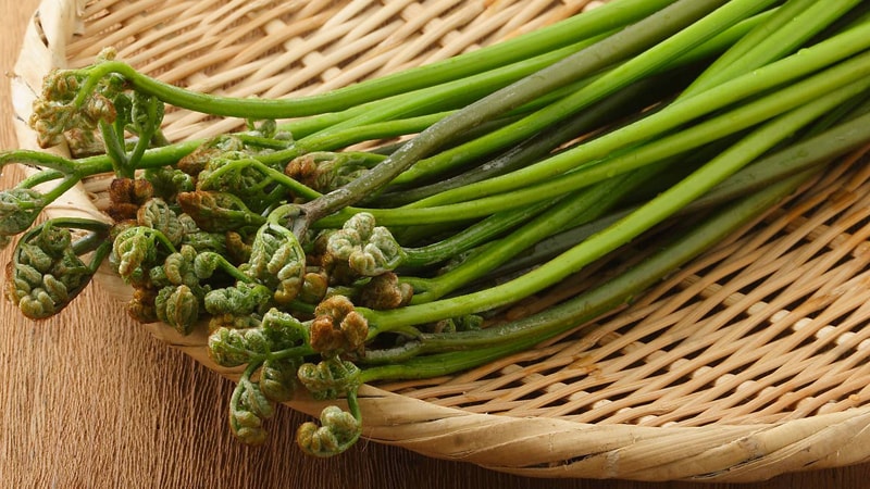 良いワラビイメージ