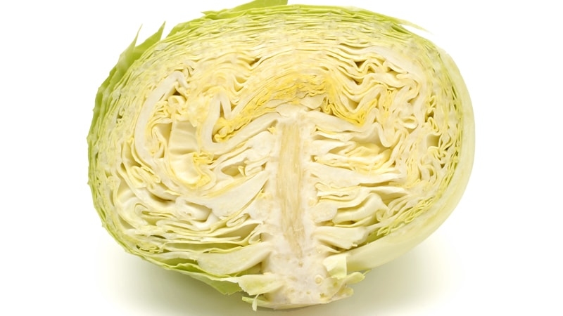 新鮮なキャベツイメージ