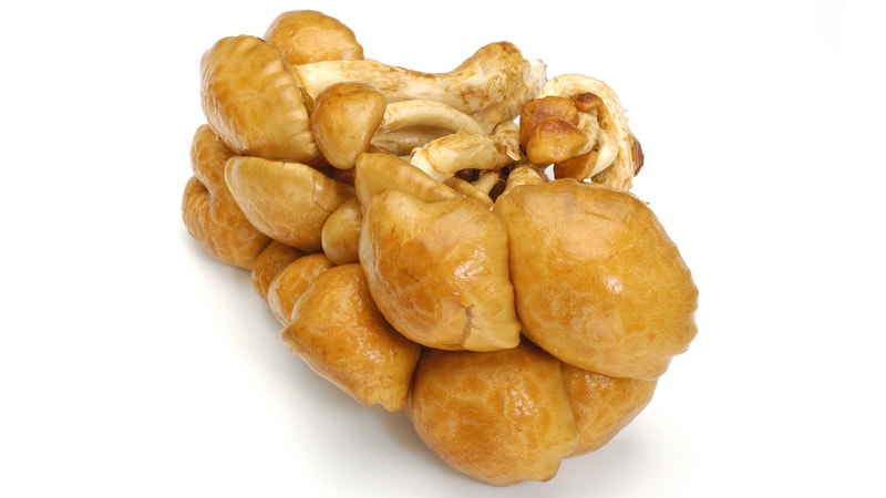 良いナメコイメージ