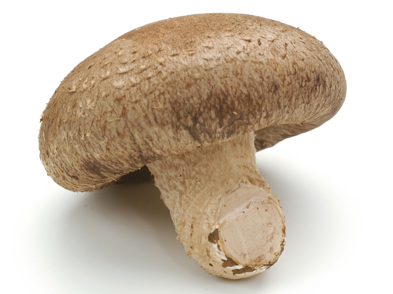 シイタケイメージ