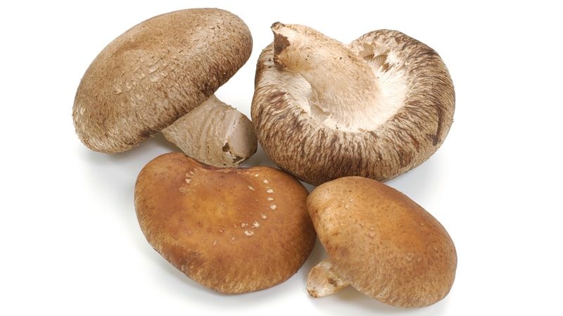 シイタケの栽培種類イメージ