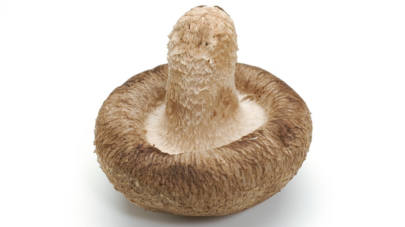 良いシイタケイメージ