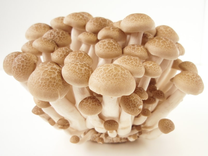 シメジイメージ