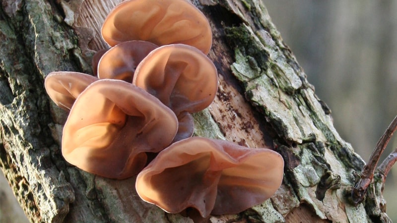 良いキクラゲイメージ