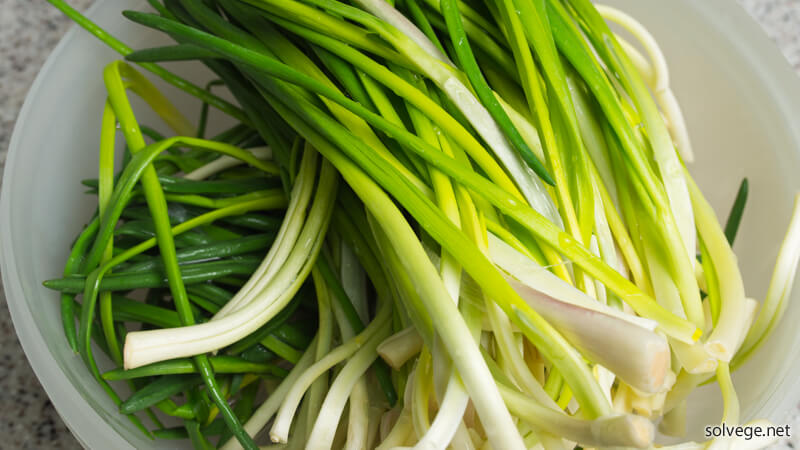 アサツキを水洗いしたイメージ